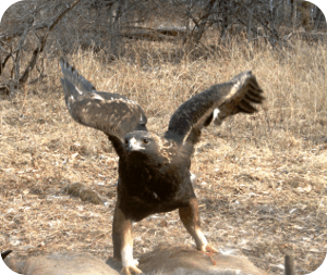 Golden Eagle by Joe Lehnen