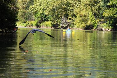 Great blue heron